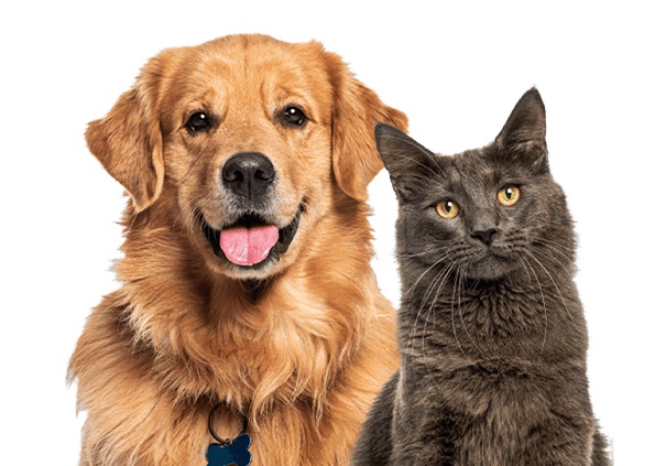 A golden retriever and a cat
